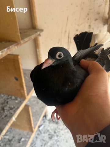 Търговишки гълъби, снимка 12 - Гълъби - 52495923