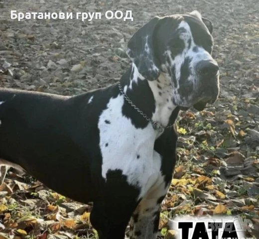 Немски дог с родословие, снимка 4 - Други - 51329168