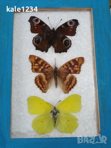 Пеперуди. Препарирани. Рамка. Естествени. Ръчно изработени , снимка 2 - Декорация за дома - 50602663