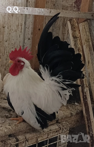 Двойка Шабо, снимка 2 - други­ - 52894083