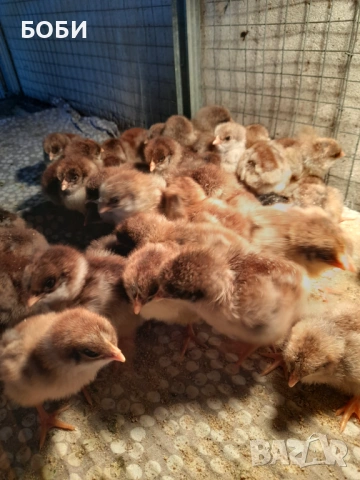 пилета катунски, снимка 3 - Кокошки и пуйки - 53454071