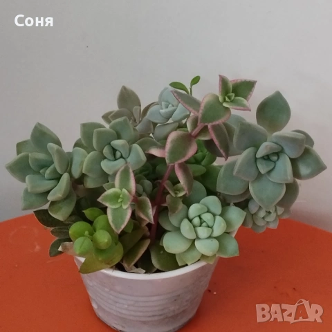 Сукуленти вкоренени микс, снимка 2 - Стайни растения - 54008928