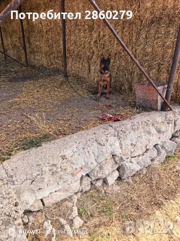 Чисто кръвна немска