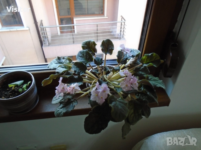 Sony Cyber-shot DSC-W800   20.1МРх, снимка 11 - Фотоапарати - 52805253