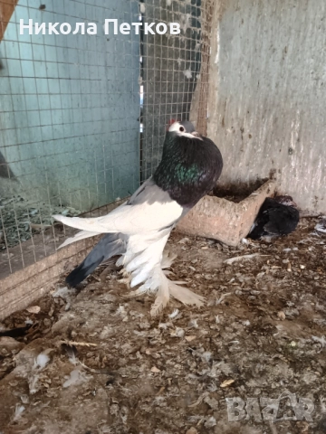  Седлати болани , снимка 6 - Гълъби - 52790834