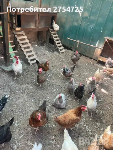 Продавам Кокошки - 30 бр.
