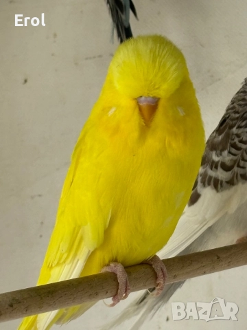 Разпродавам папагали, снимка 6 - Папагали - 52895158