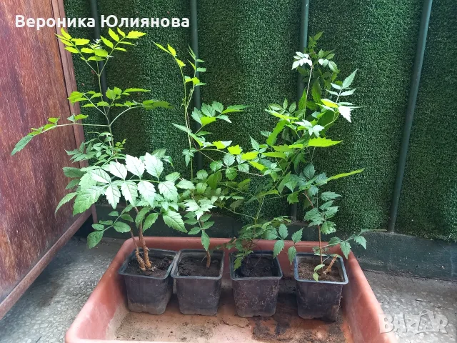 Лиана Текома Фламенко, снимка 6 - Градински цветя и растения - 55775550