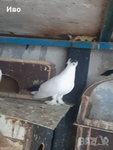 Продавам гълъби кепита , снимка 3 - Гълъби - 48981214