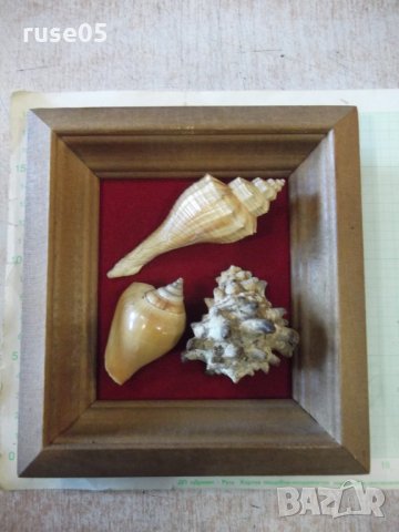 Раковини в дървена рамка - 3