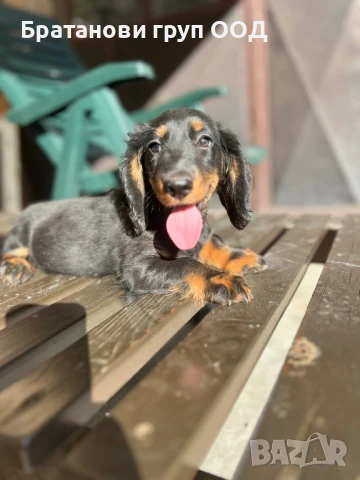 Дългокосмест Дакел, снимка 2 - Дакели - 51132673