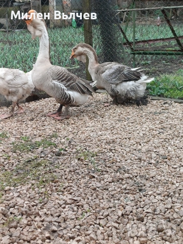 Гъски хломогорски , снимка 2 - Патици и гъски - 54103724