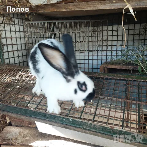 Продавам  зайци, снимка 5 - За селскостопански - 55832827
