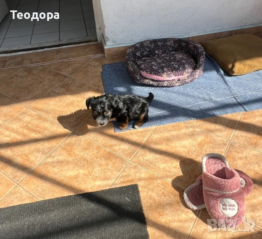 Йорки Ръсел, снимка 13 - Йоркширски териер - 54221299