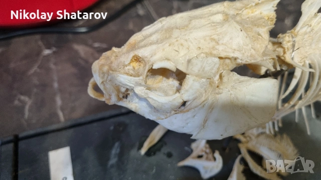 Анатомичен модел. шаран , снимка 2 - Такъми - 53911648