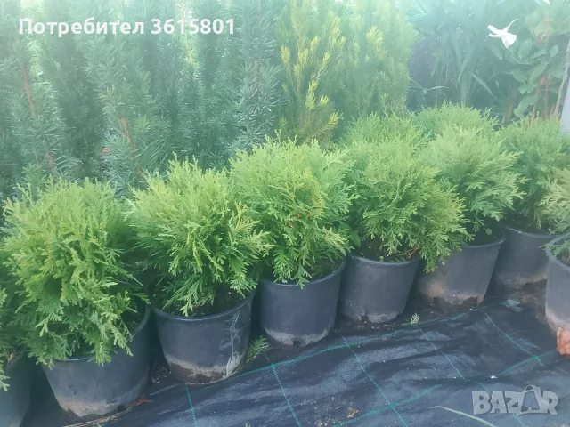 лавровишна  2.50, снимка 5 - Градински цветя и растения - 53971651
