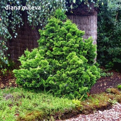 Лъжекипарис Обтуса Нана Грацилис, Chamaecyparis obtusa Nana Gracilis, снимка 1 - Градински цветя и растения - 39436981