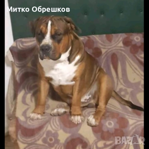 Подарявам американски булдог, снимка 4 - Други - 52648241