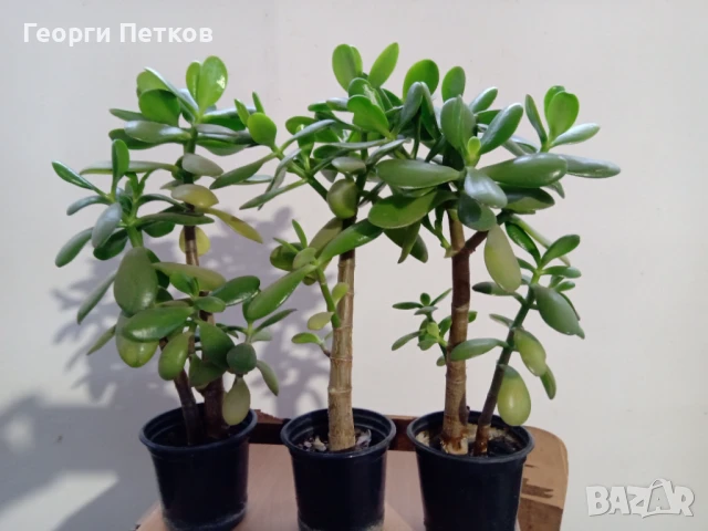 Дървото на живота-Красула. Стайно цвете, снимка 7 - Стайни растения - 50747828