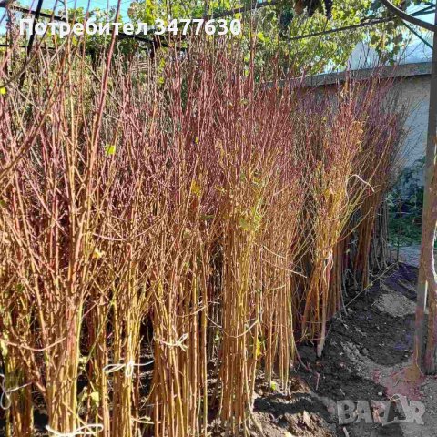 Овощни плодни дръвчета , снимка 3 - Градински цветя и растения - 42639025