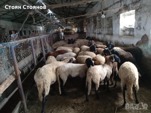 Продавам  овце и кочове
