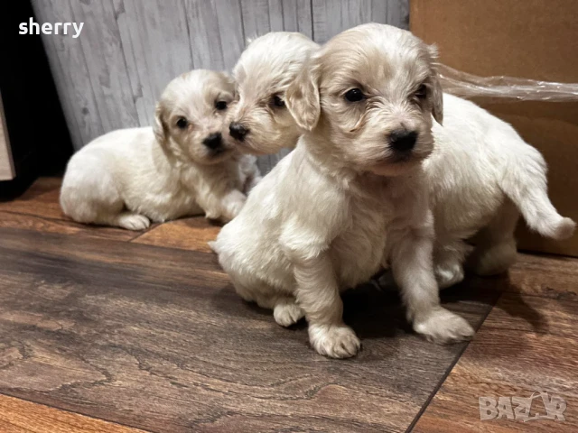 Кокерчета , снимка 1