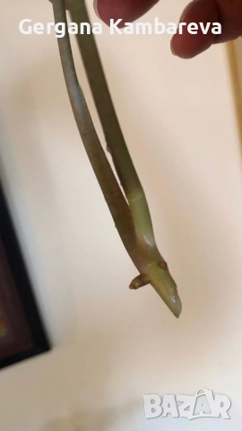 Резник syngonium Panda Galaxy , снимка 3 - Стайни растения - 52683477