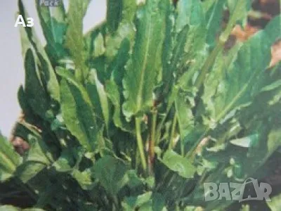 Продавам Киселец - семена, реколта 2025 г., снимка 7 - Други стоки за дома - 47316651