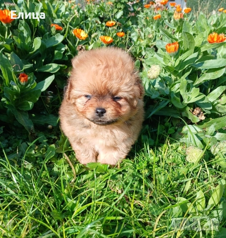 Малтипу Помапу, снимка 2 - Пудели - 52377083