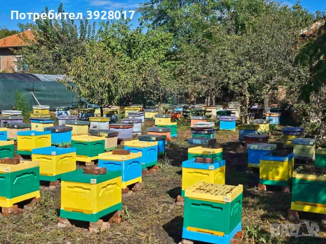 Ранни пчелни отводки , снимка 2 - За пчели - 53914074