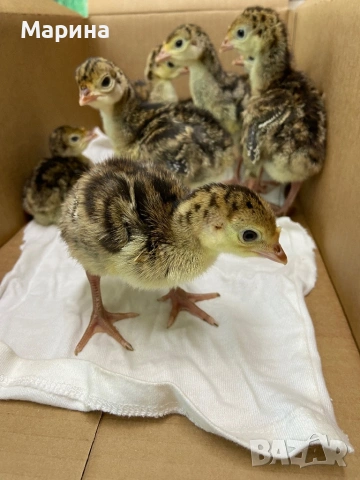 Пуйчета, снимка 2 - Кокошки и пуйки - 54317132