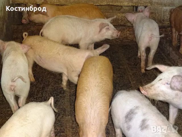 СВИНЕ МАЙКИ И прасета. ЛИКВИДАЦИЯ