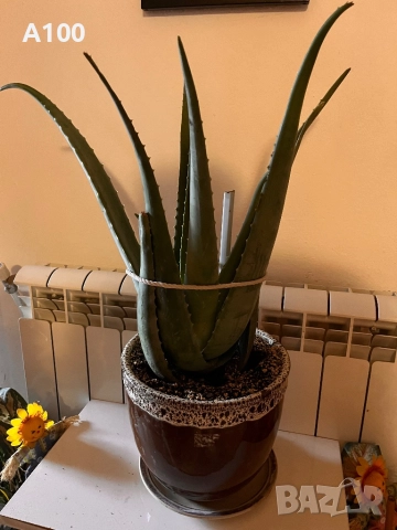 Алое вера - различни големини, снимка 4 - Стайни растения - 41737569