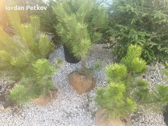 Бор, снимка 3 - Градински цветя и растения - 48089700