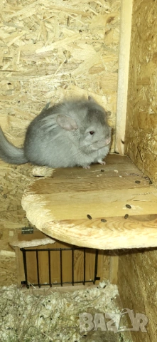 Продавам чинчила, снимка 3 - Чинчили - 52350530