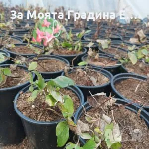 Клематис 2 , снимка 13 - Градински цветя и растения - 49761035