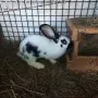 Продавам  зайци, снимка 9