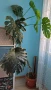 Монстера делициоза (Monstera deliciosa) , снимка 2