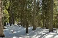 Инвестиционен имот  в к.к Пампорово, снимка 1