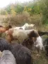 Свободен пръч и кози , снимка 1