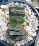 haworthia truncata , снимка 1 - Стайни растения - 37038335