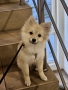 Померан мини шпиц , снимка 4