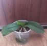 Oрхидея фаленопсис Cultivation, снимка 2
