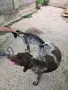 Малки курцхаарчета, снимка 14