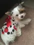 Рокли за кучета и котки. Бяла рокля за куче. Дрехи за кучета. Кучешки дрехи. кучешки рокли 

, снимка 4
