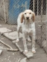 Английски сетер , снимка 1