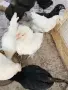 Ярки на 6 месеца и пилета на 3 месеца , снимка 3