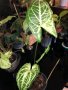 Syngonium Batik , снимка 1 - Стайни растения - 42565336