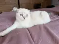 Шотландска клепоуха , снимка 4