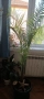 Канарска финикова палма 150-160см, снимка 1